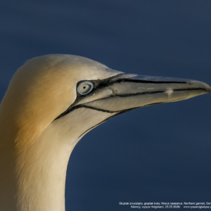 Głuptak zwyczajny, głuptak biały, Morus bassanus, Northern gannet, Der Basstölpe