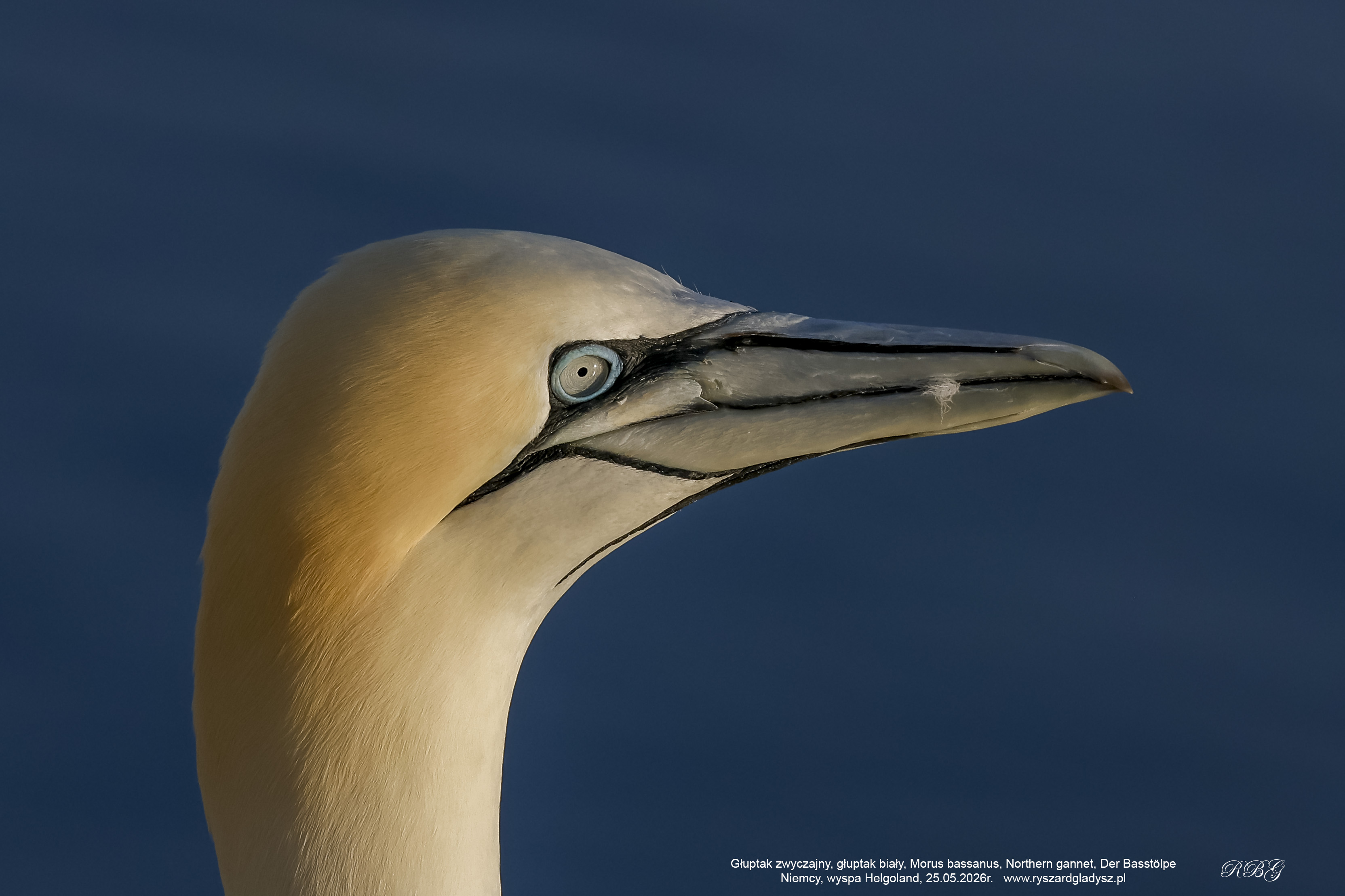 Głuptak zwyczajny, głuptak biały, Morus bassanus, Northern gannet, Der Basstölpe