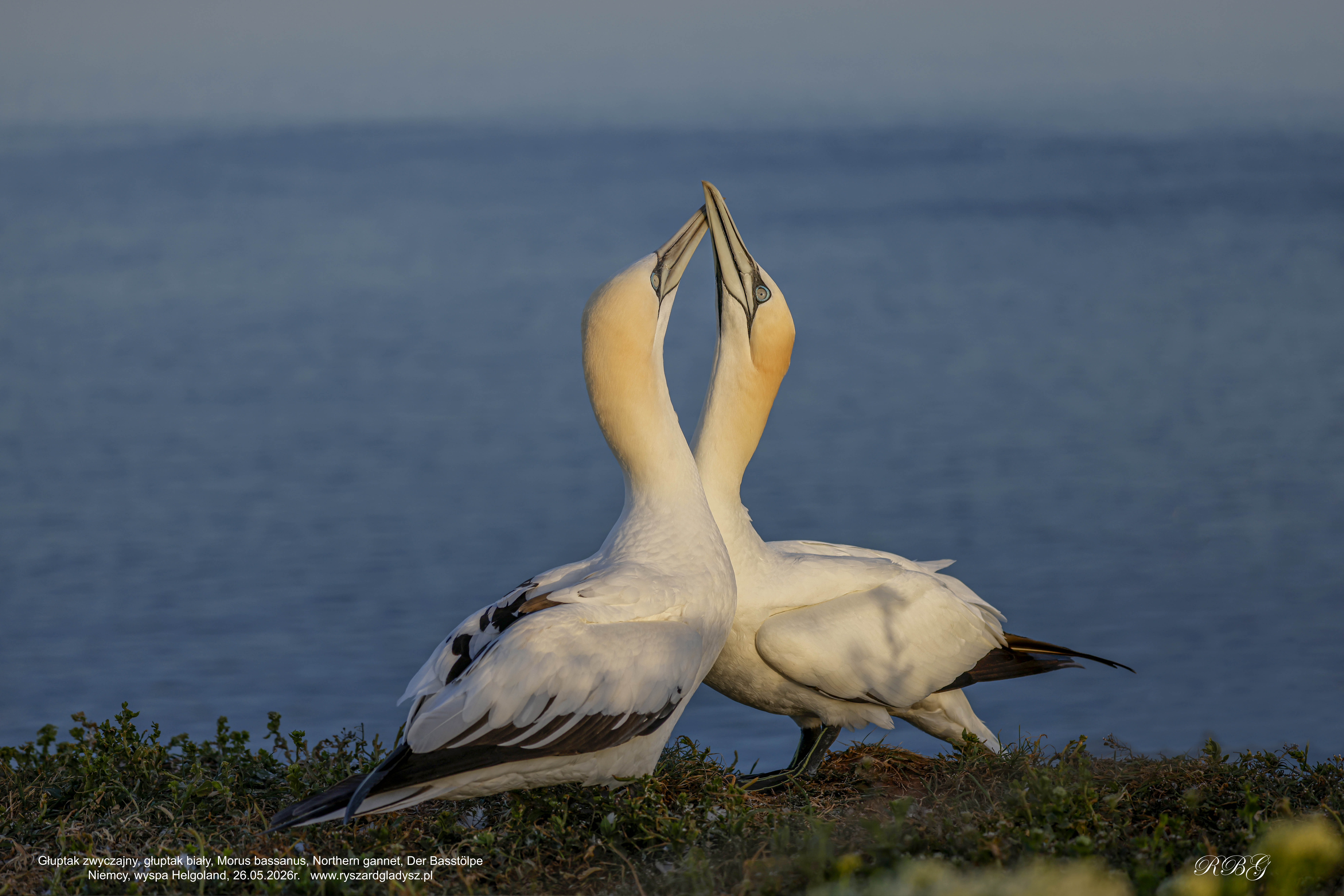 Głuptak zwyczajny, głuptak biały, Morus bassanus, Northern gannet, Der Basstölpe