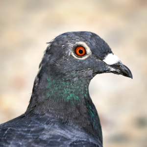 Gołąb miejski, Columba livia domestica, City pigeons, Die Stadttaube, Голубь