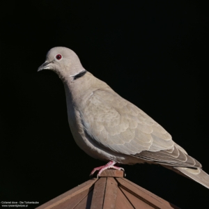 Gołąb sierpówka, Streptopelia decaocto, Collared dove, Die Türkentaube, Кольчатая горлица