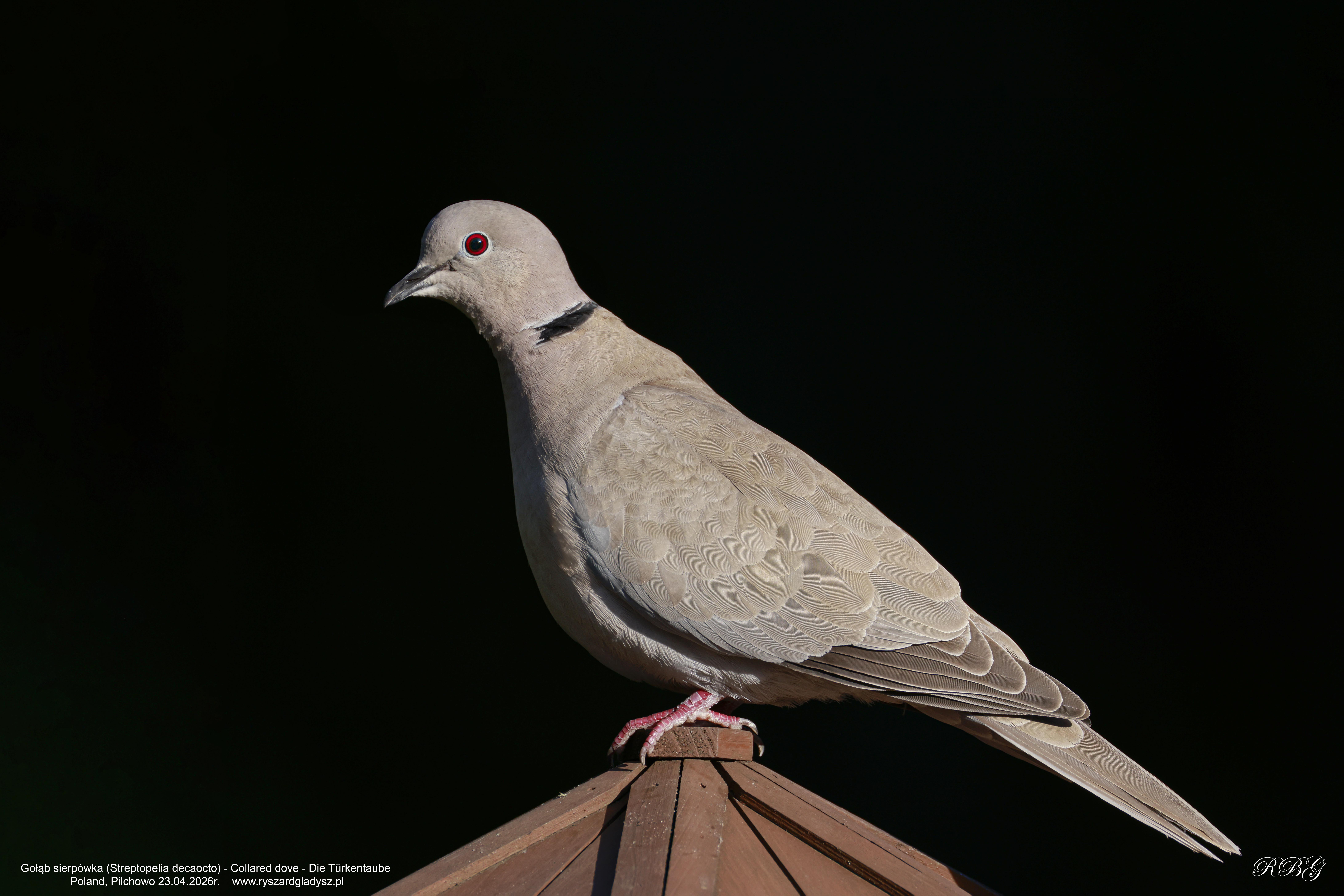 Gołąb sierpówka, Streptopelia decaocto, Collared dove, Die Türkentaube, Кольчатая горлица