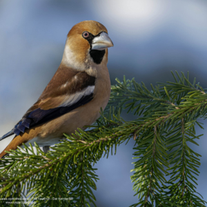 Grubodziób, Coccothraustes coccothraustes, Hawfinch, Der Kernbeißer, Обыкновенный дубонос