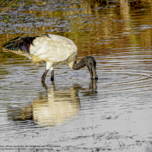 Ibis czczony, Threskiornis aethiopicus, African sacred ibis, Der Heilige Ibis oder Pharaonenibis