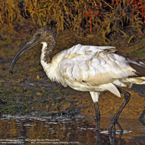 Ibis czczony, Threskiornis aethiopicus, African sacred ibis, Der Heilige Ibis oder Pharaonenibis