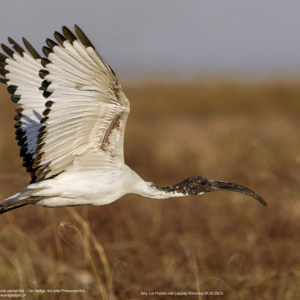 Ibis czczony, Threskiornis aethiopicus, African sacred ibis, Der Heilige Ibis oder Pharaonenibis