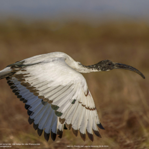 Ibis czczony, Threskiornis aethiopicus, African sacred ibis, Der Heilige Ibis oder Pharaonenibis
