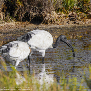 Ibis czczony, Threskiornis aethiopicus, African sacred ibis, Der Heilige Ibis oder Pharaonenibis
