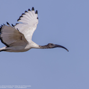 Ibis czczony, Threskiornis aethiopicus, African sacred ibis, Der Heilige Ibis oder Pharaonenibis