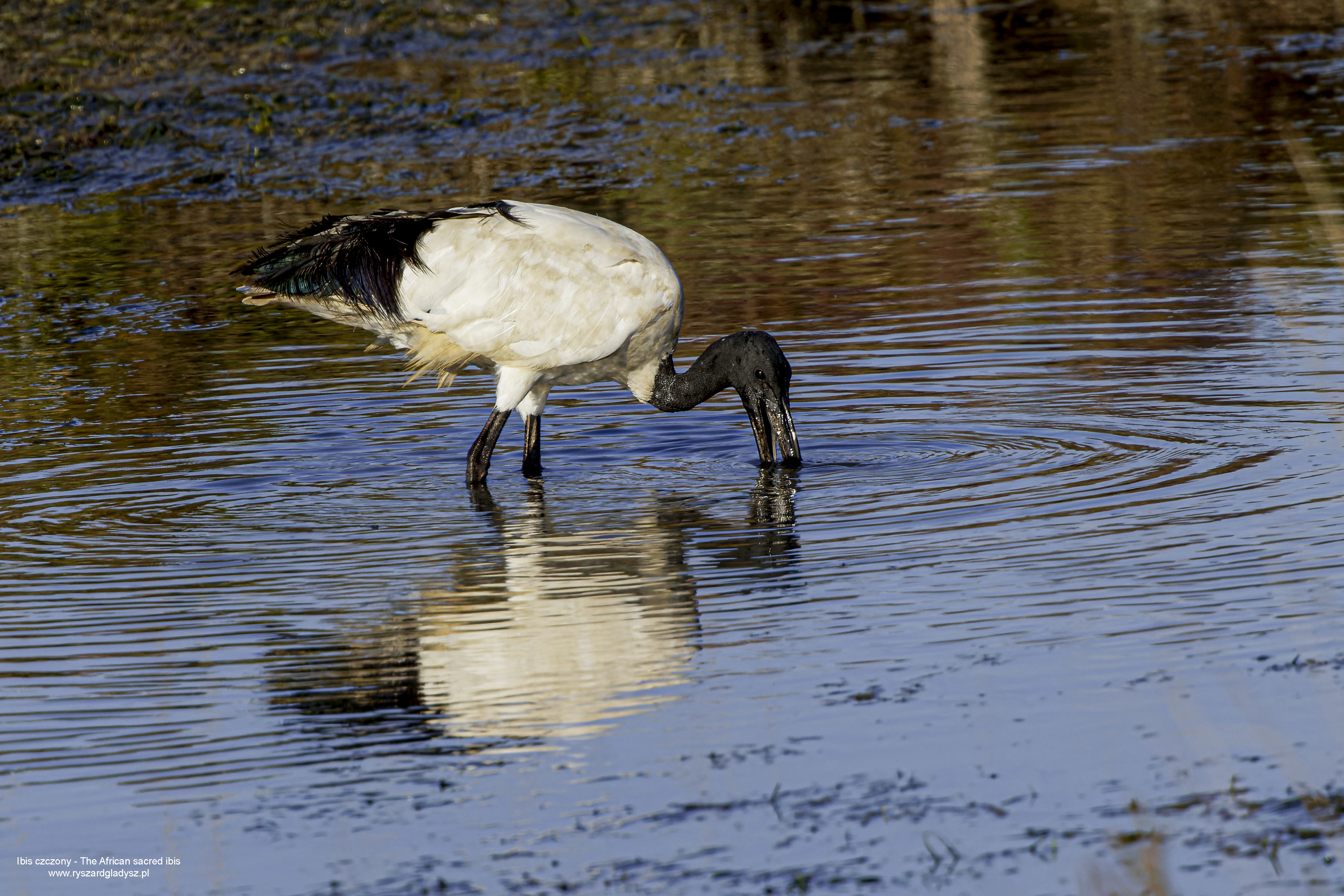 Ibis czczony, Threskiornis aethiopicus, African sacred ibis, Der Heilige Ibis oder Pharaonenibis