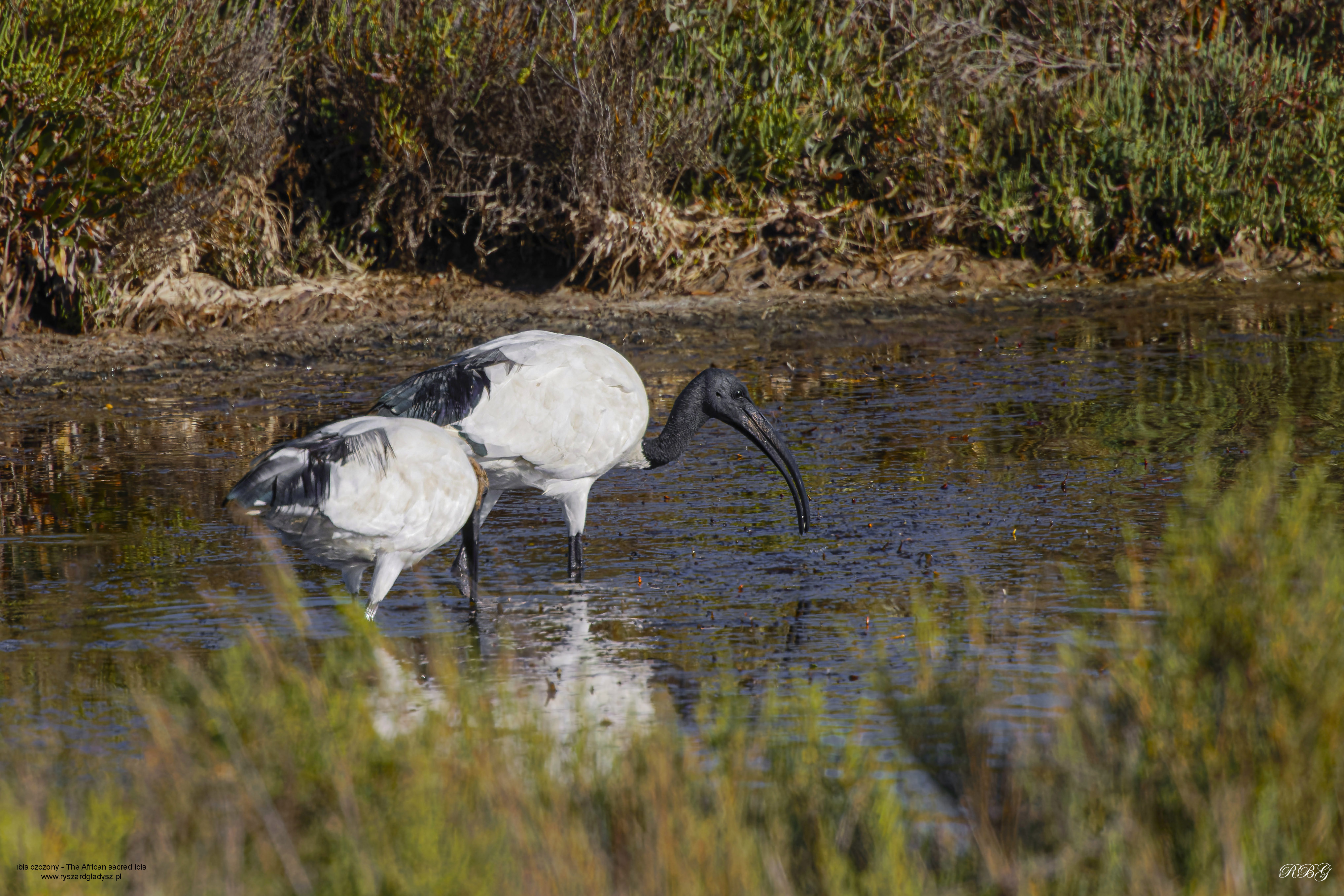Ibis czczony, Threskiornis aethiopicus, African sacred ibis, Der Heilige Ibis oder Pharaonenibis