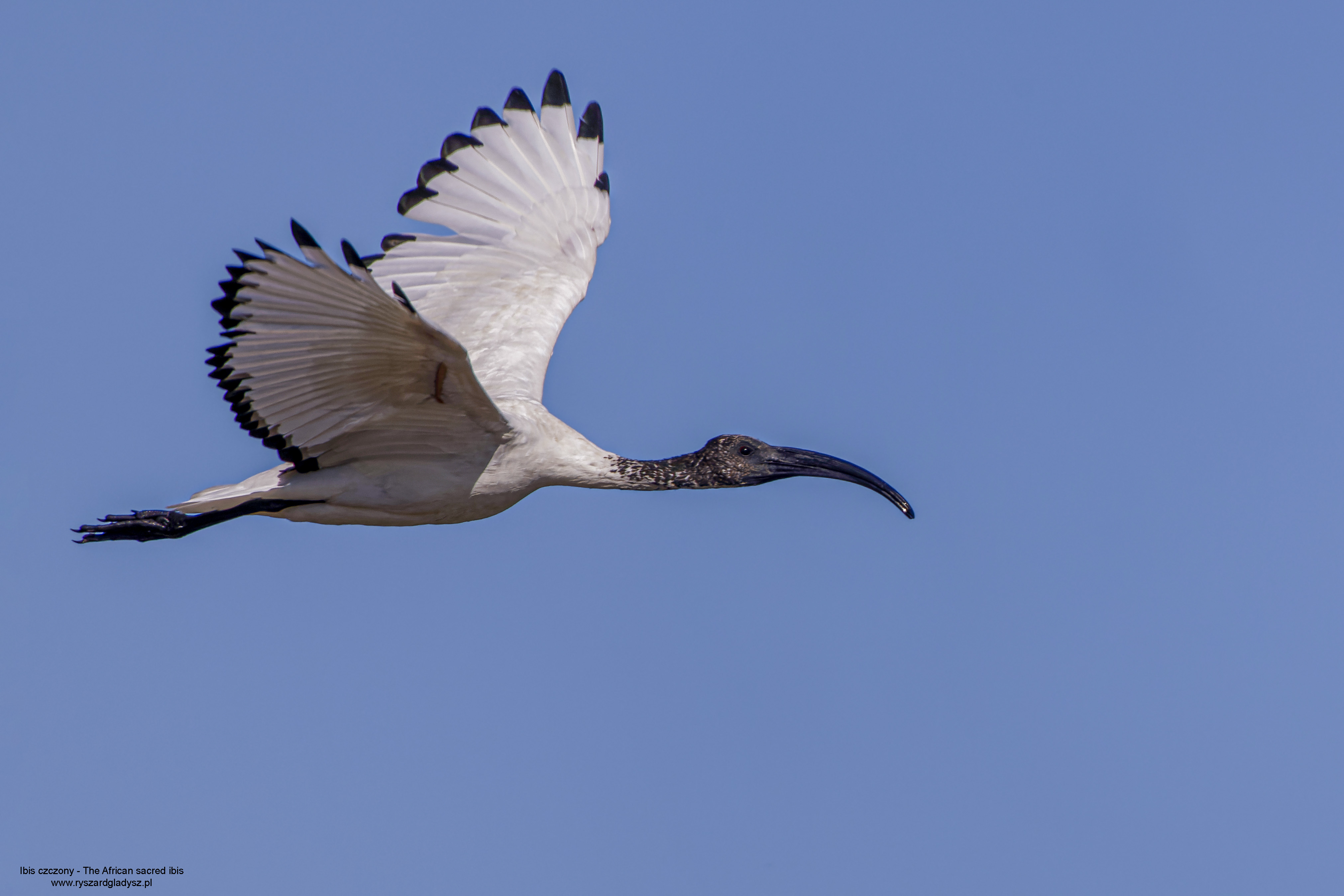 Ibis czczony, Threskiornis aethiopicus, African sacred ibis, Der Heilige Ibis oder Pharaonenibis