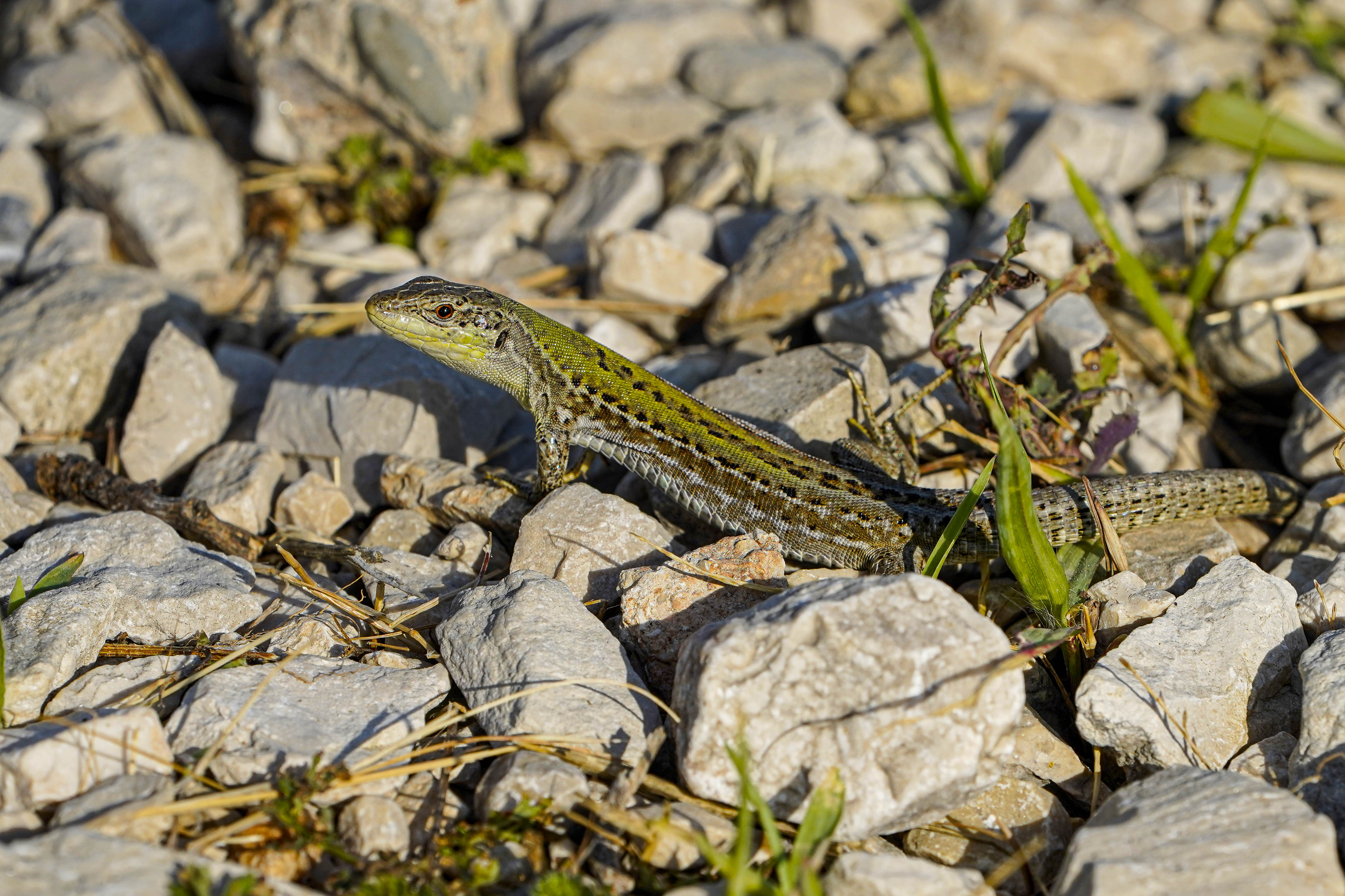 Jaszczurka ruinowa, Podarcis siculus, Italian wall lizard, Die Ruineneidechse