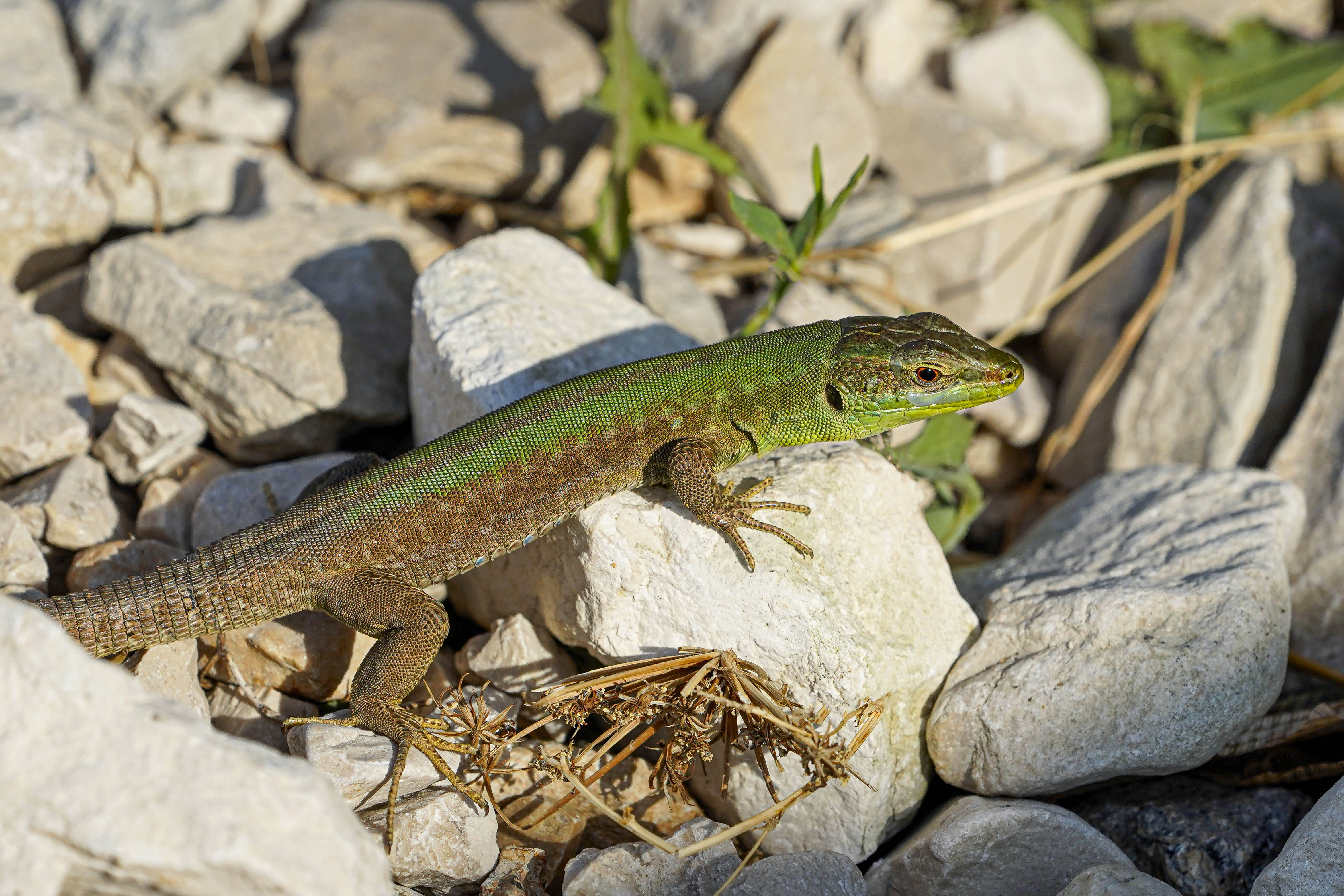 Jaszczurka ruinowa, Podarcis siculus, Italian wall lizard, Die Ruineneidechse