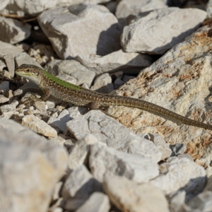 Jaszczurka ruinowa, Podarcis siculus, Italian wall lizard, Die Ruineneidechse