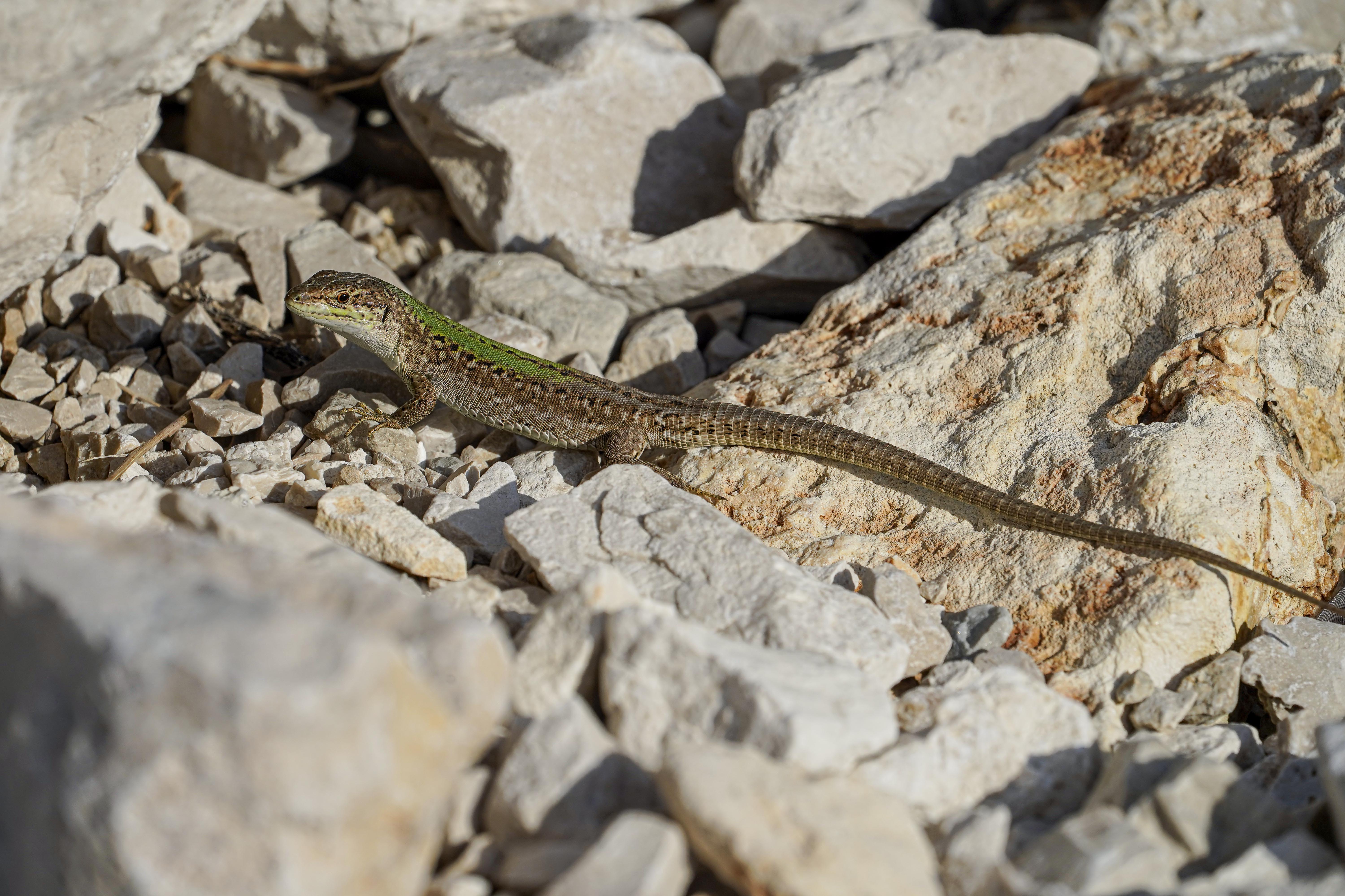 Jaszczurka ruinowa, Podarcis siculus, Italian wall lizard, Die Ruineneidechse