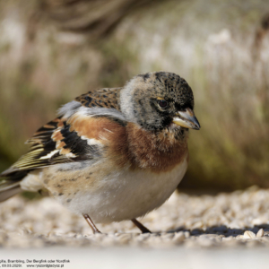 Jer, Zięba jer, Fringilla montifringilla, Brambling, Der Bergfink oder Nordfink