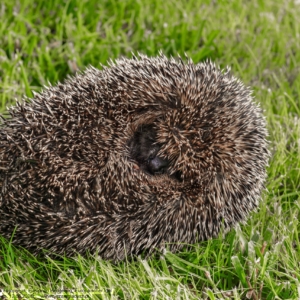 Jeż, Erinaceus, Hedgehog, Der Igel