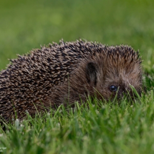 Jeż, Erinaceus, Hedgehog, Der Igel
