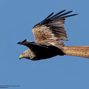 Kania ruda, Milvus milvus, Red kite, Der Rotmilan, Красный коршун