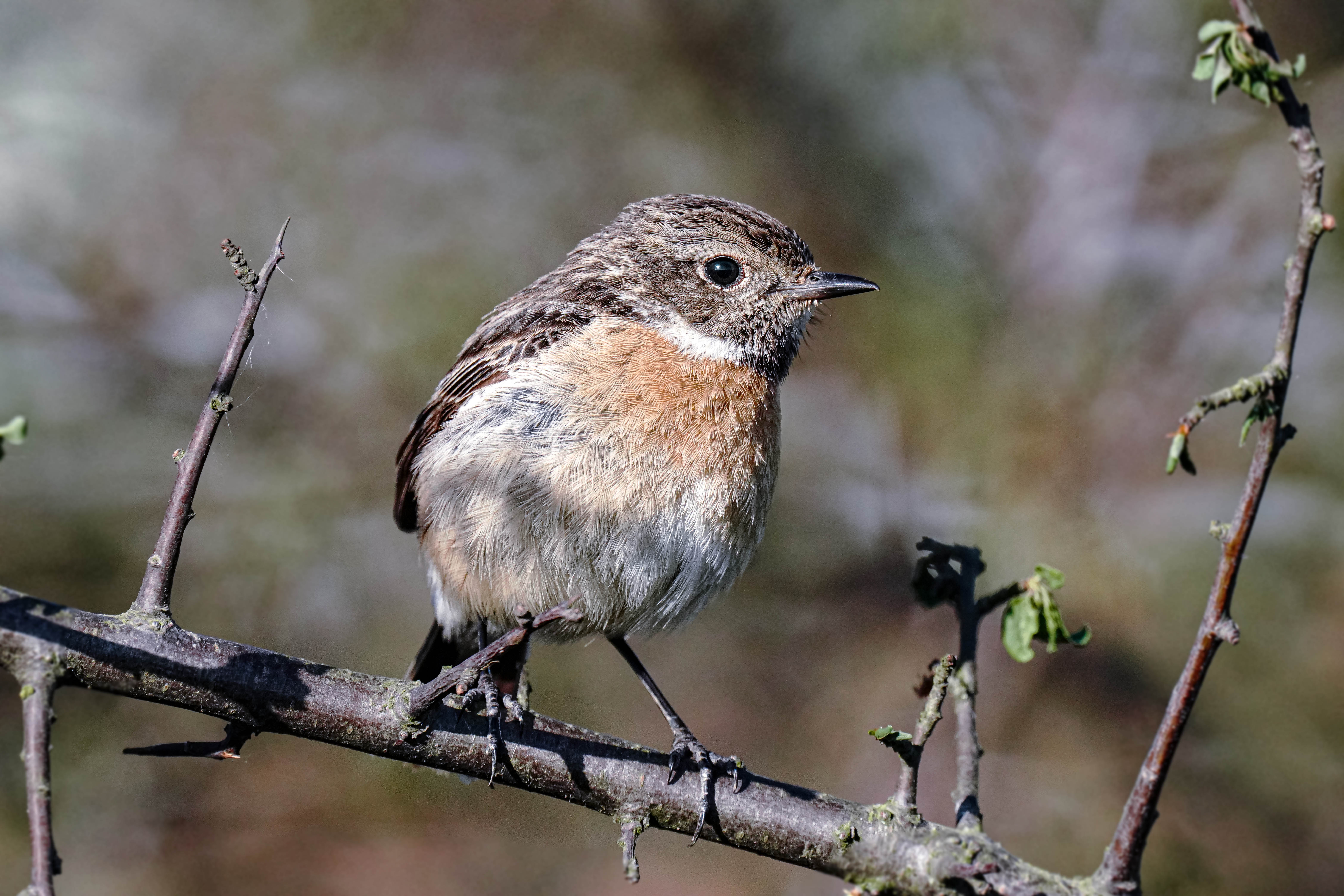 Kląskawka, Saxicola rubicola, European stonechat, Das Schwarzkehlchen, Черноголовый чекан