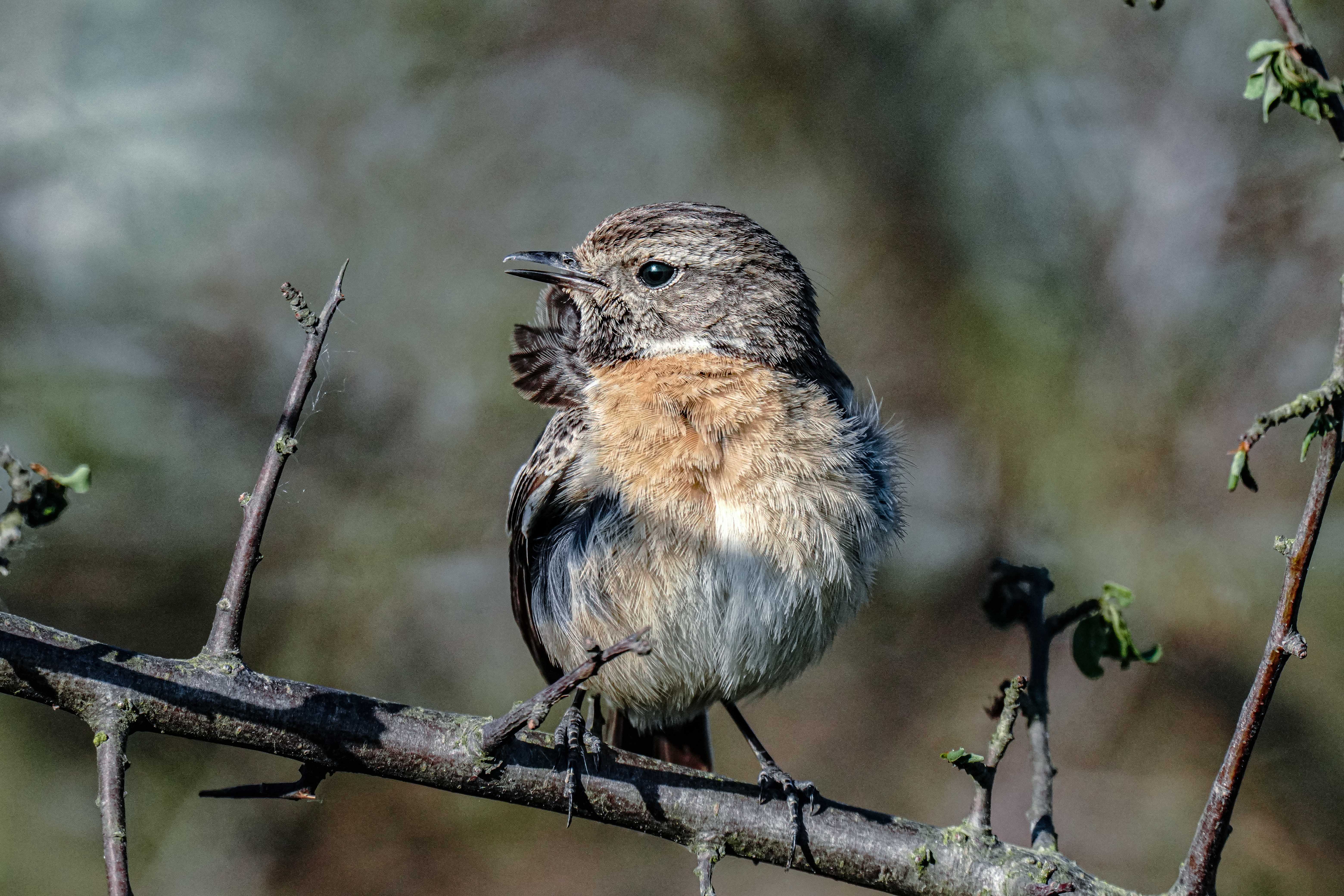 Kląskawka, Saxicola rubicola, European stonechat, Das Schwarzkehlchen, Черноголовый чекан