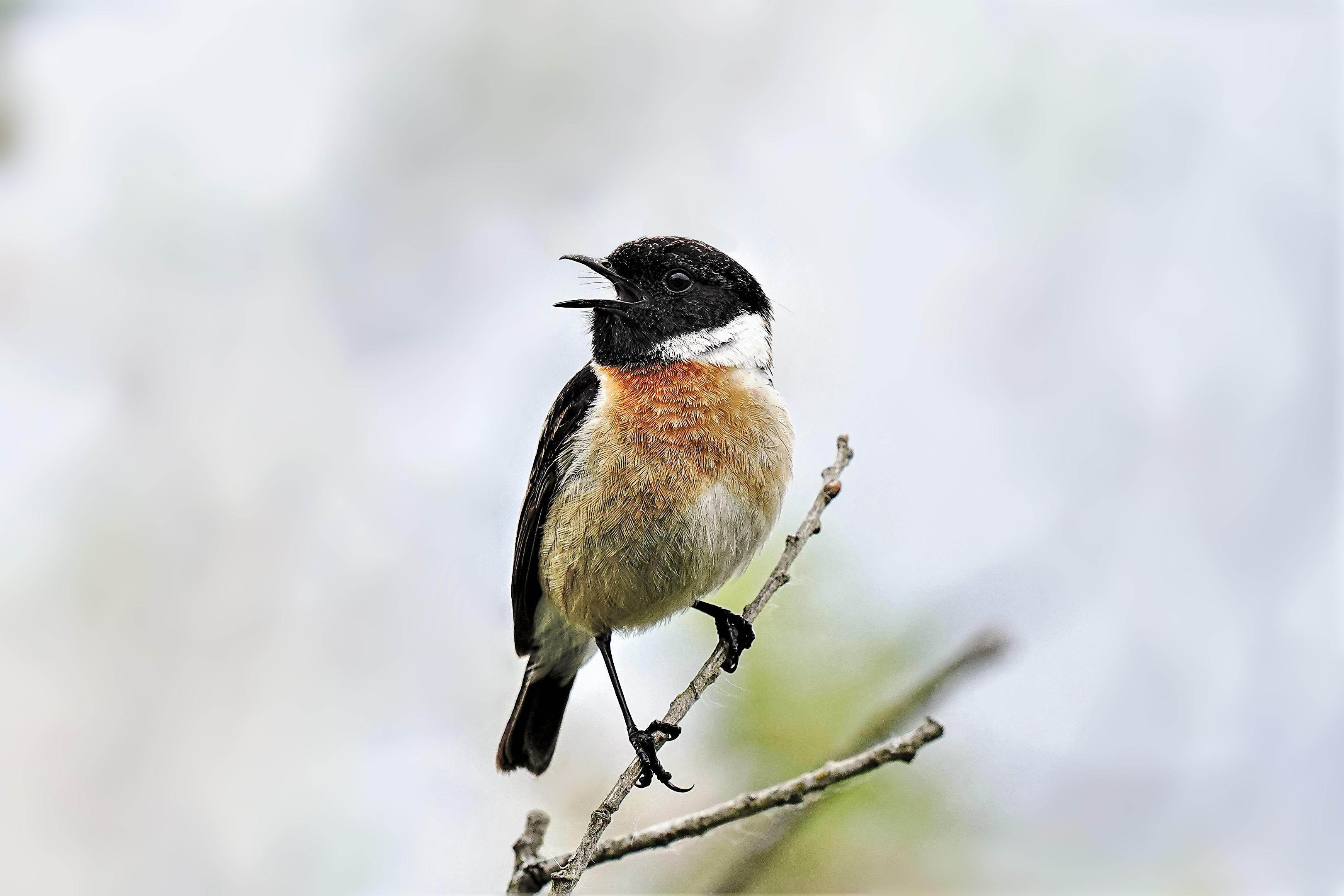 Kląskawka, Saxicola rubicola, European stonechat, Das Schwarzkehlchen, Черноголовый чекан