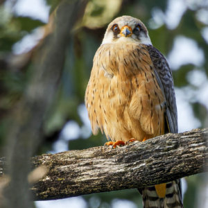 Kobczyk 5895 Kobczyk (zwyczajny), Falco vespertinus, The red-footed falcon, Der Rotfußfalke