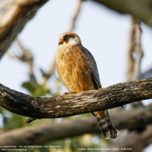 Kobczyk 5900 Kobczyk (zwyczajny), Falco vespertinus, The red-footed falcon, Der Rotfußfalke