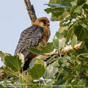 Kobczyk 5911 Kobczyk (zwyczajny), Falco vespertinus, The red-footed falcon, Der Rotfußfalke