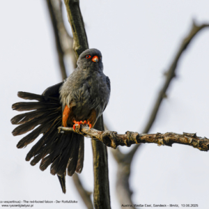 Kobczyk 6274 Kobczyk (zwyczajny), Falco vespertinus, The red-footed falcon, Der Rotfußfalke