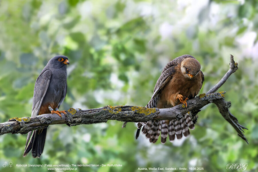 Kobczyk (zwyczajny), Falco vespertinus, The red-footed falcon, Der Rotfußfalke Ptaki, sokoły, sokołowate, birds of prey. predatory birds, raptors, Falconidae Vogel, Vögel, Raubvögel, Falken