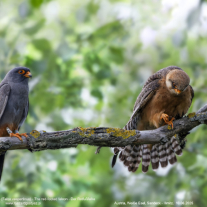 Kobczyk 6289 Kobczyk (zwyczajny), Falco vespertinus, The red-footed falcon, Der Rotfußfalke