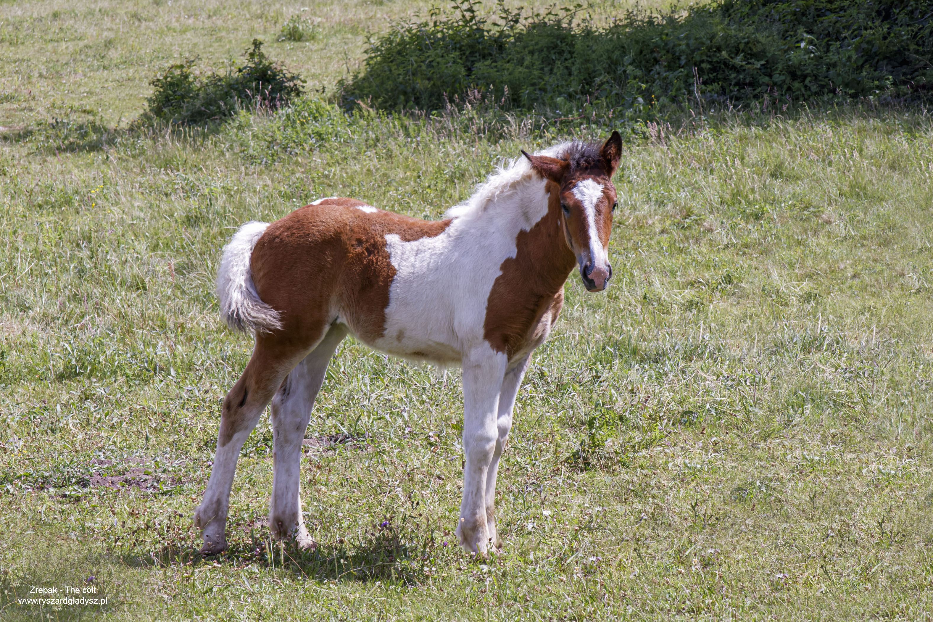 Koń, Equus caballus, Horse, Das Hauspferd, Лошадь