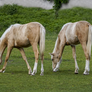 Koń, Equus caballus, Horse, Das Hauspferd, Лошадь