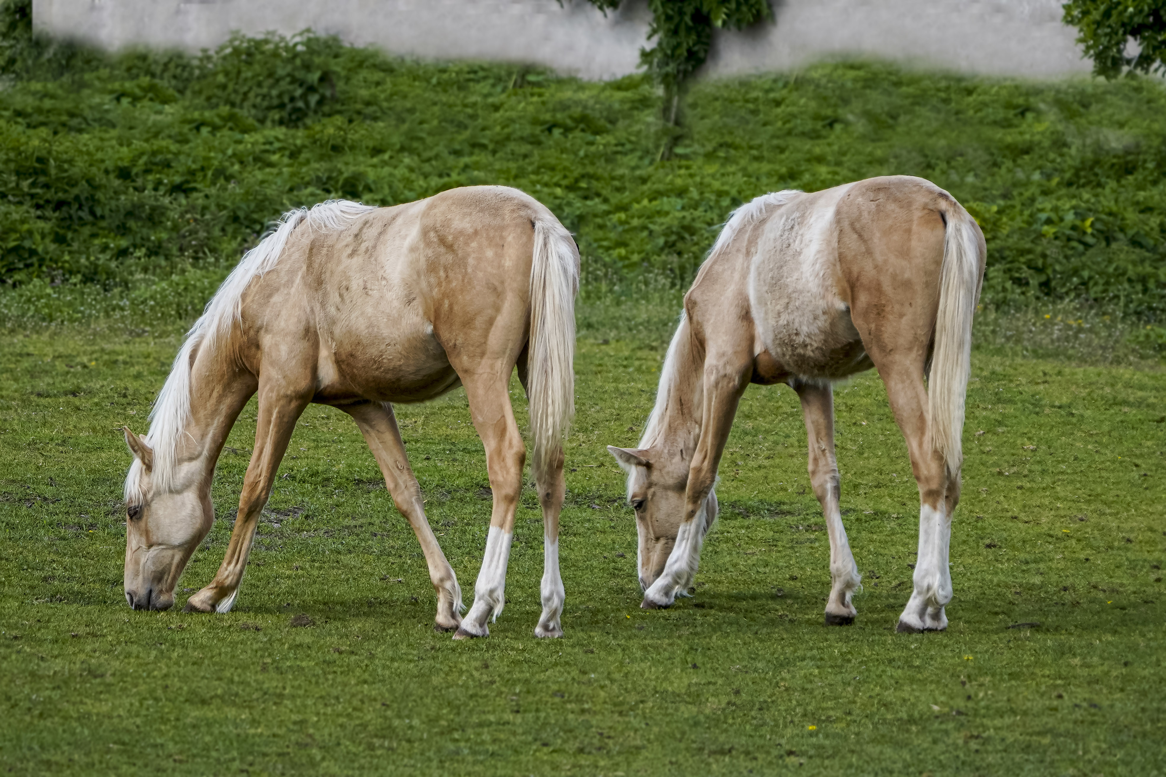 Koń, Equus caballus, Horse, Das Hauspferd, Лошадь