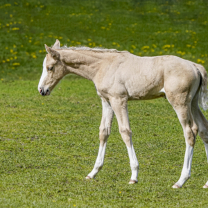 Koń, Equus caballus, Horse, Das Hauspferd, Лошадь