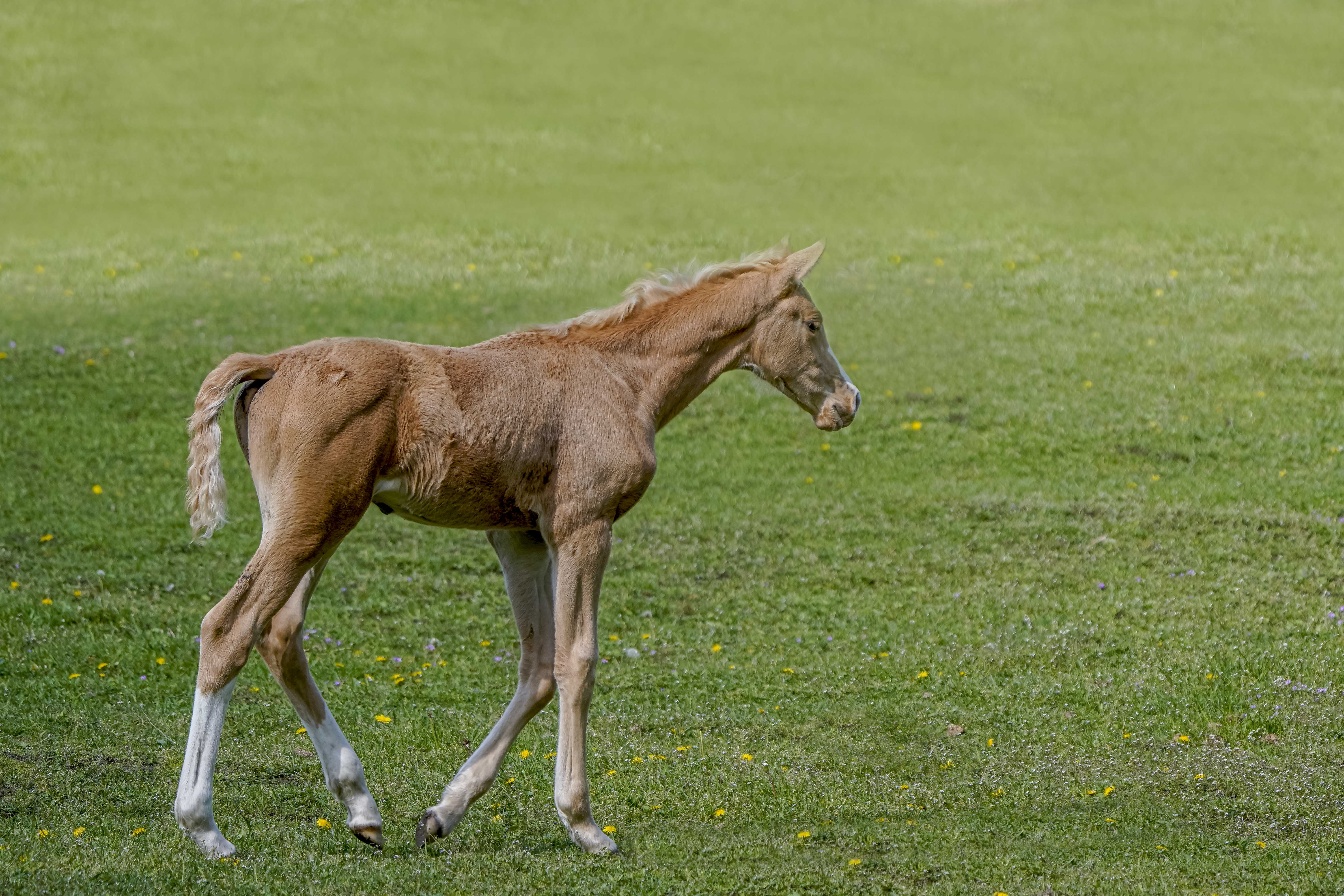 Koń, Equus caballus, Horse, Das Hauspferd, Лошадь