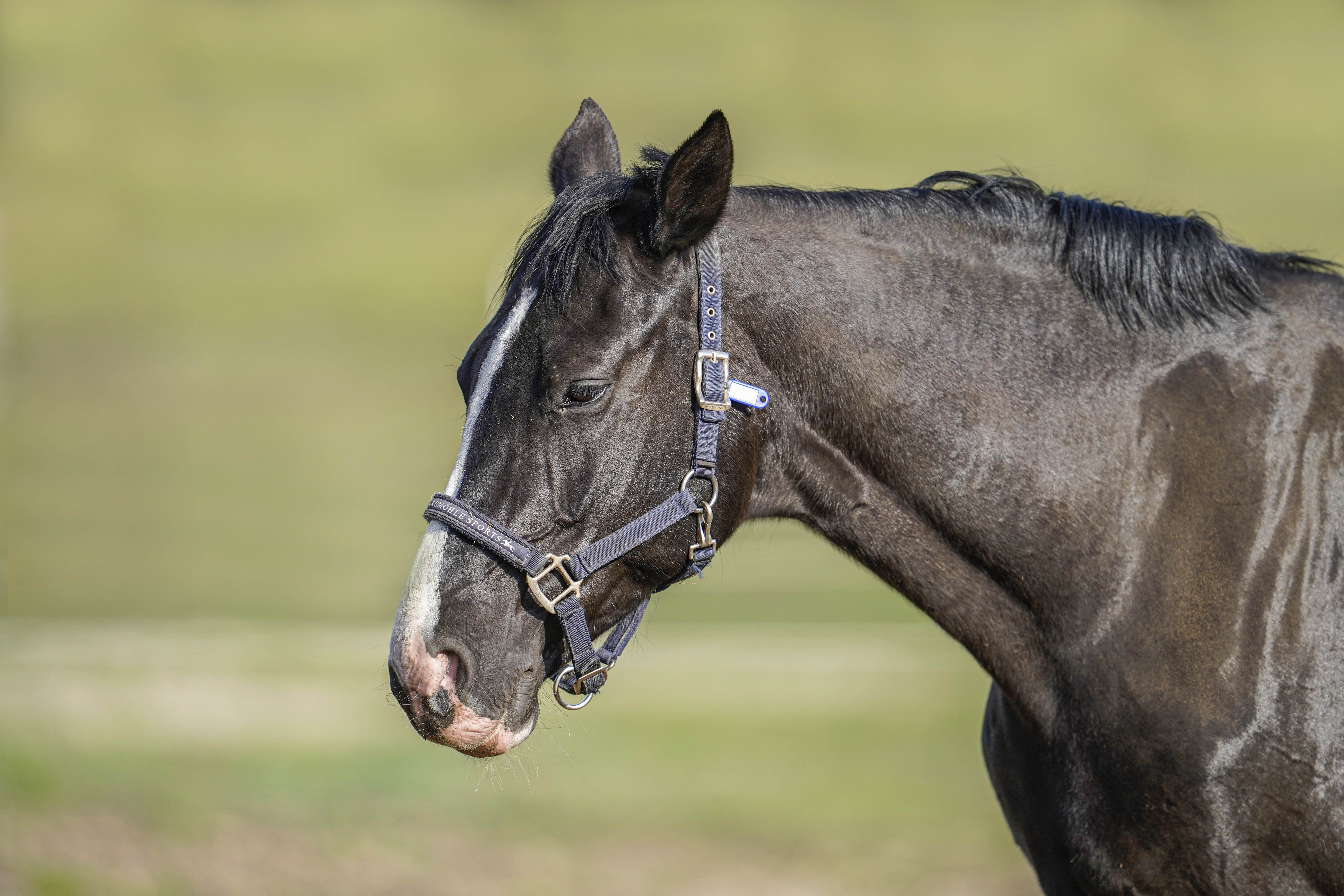 Koń, Equus caballus, Horse, Das Hauspferd, Лошадь