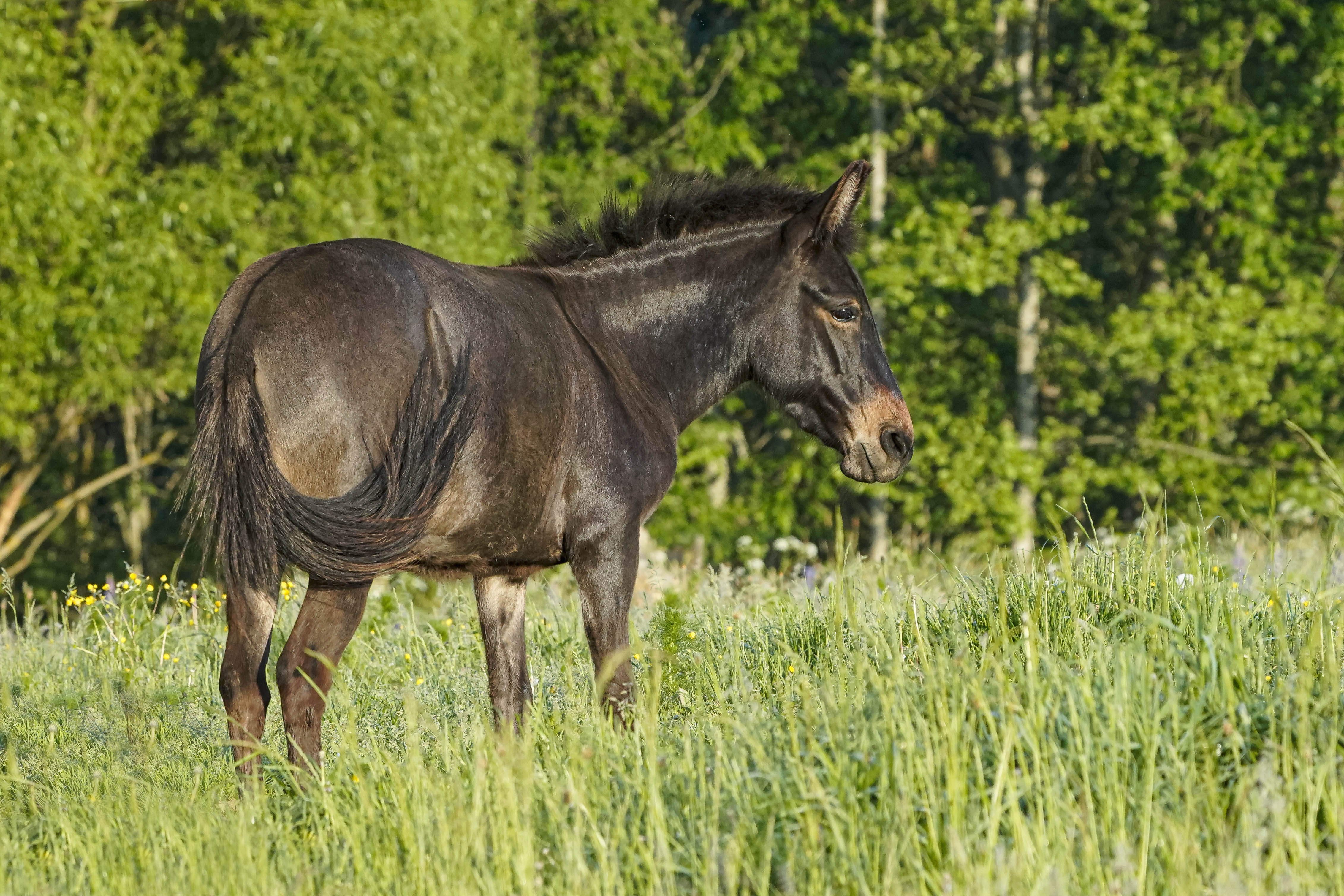 Koń, Equus caballus, Horse, Das Hauspferd, Лошадь