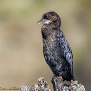 Kormoran mały, Microcarbo pygmaeus, The pygmy cormorant,  Die Zwergscharbe