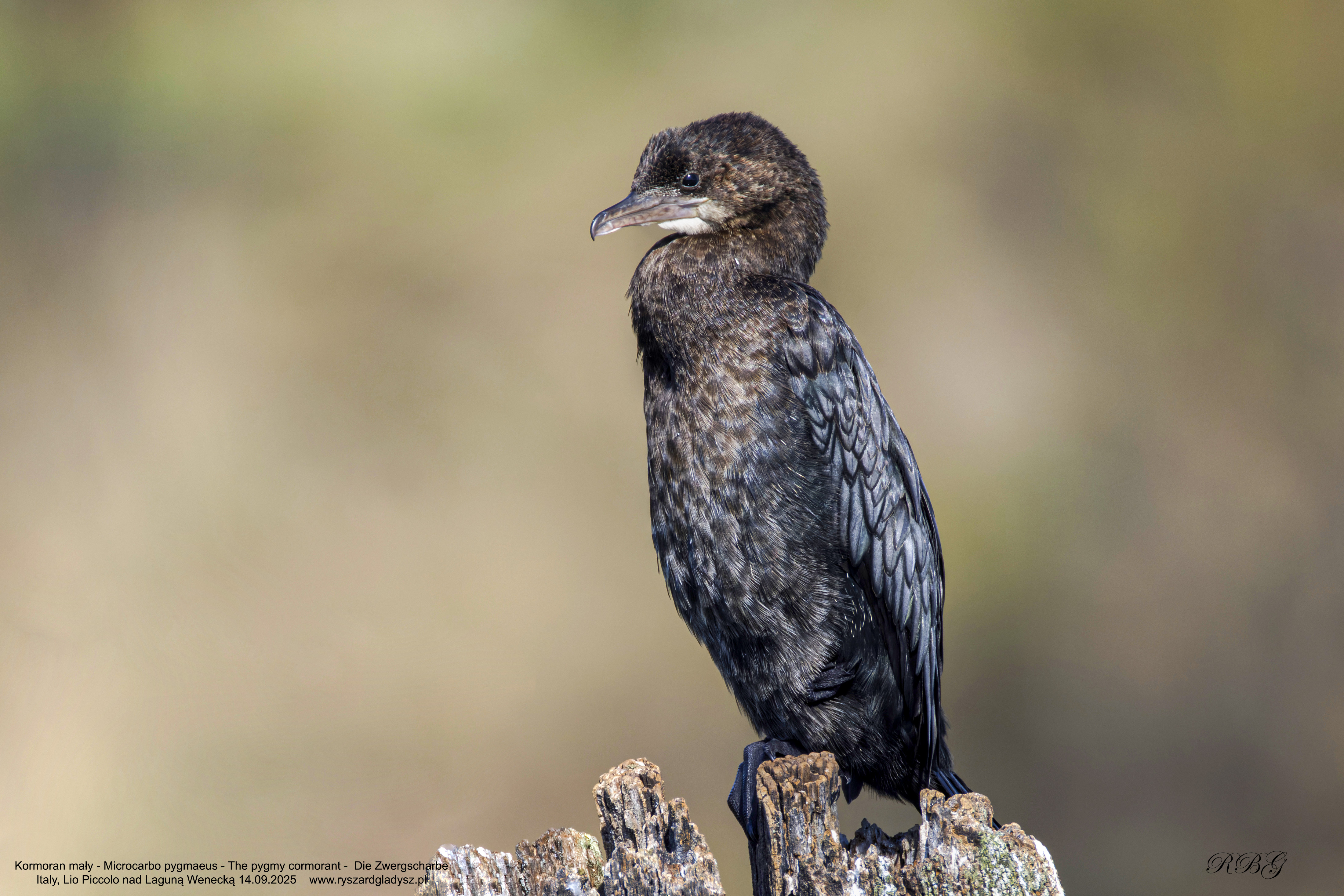 Kormoran mały, Microcarbo pygmaeus, The pygmy cormorant,  Die Zwergscharbe