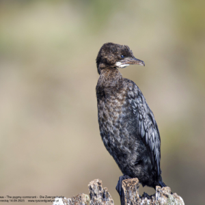 Kormoran mały, Microcarbo pygmaeus, The pygmy cormorant,  Die Zwergscharbe