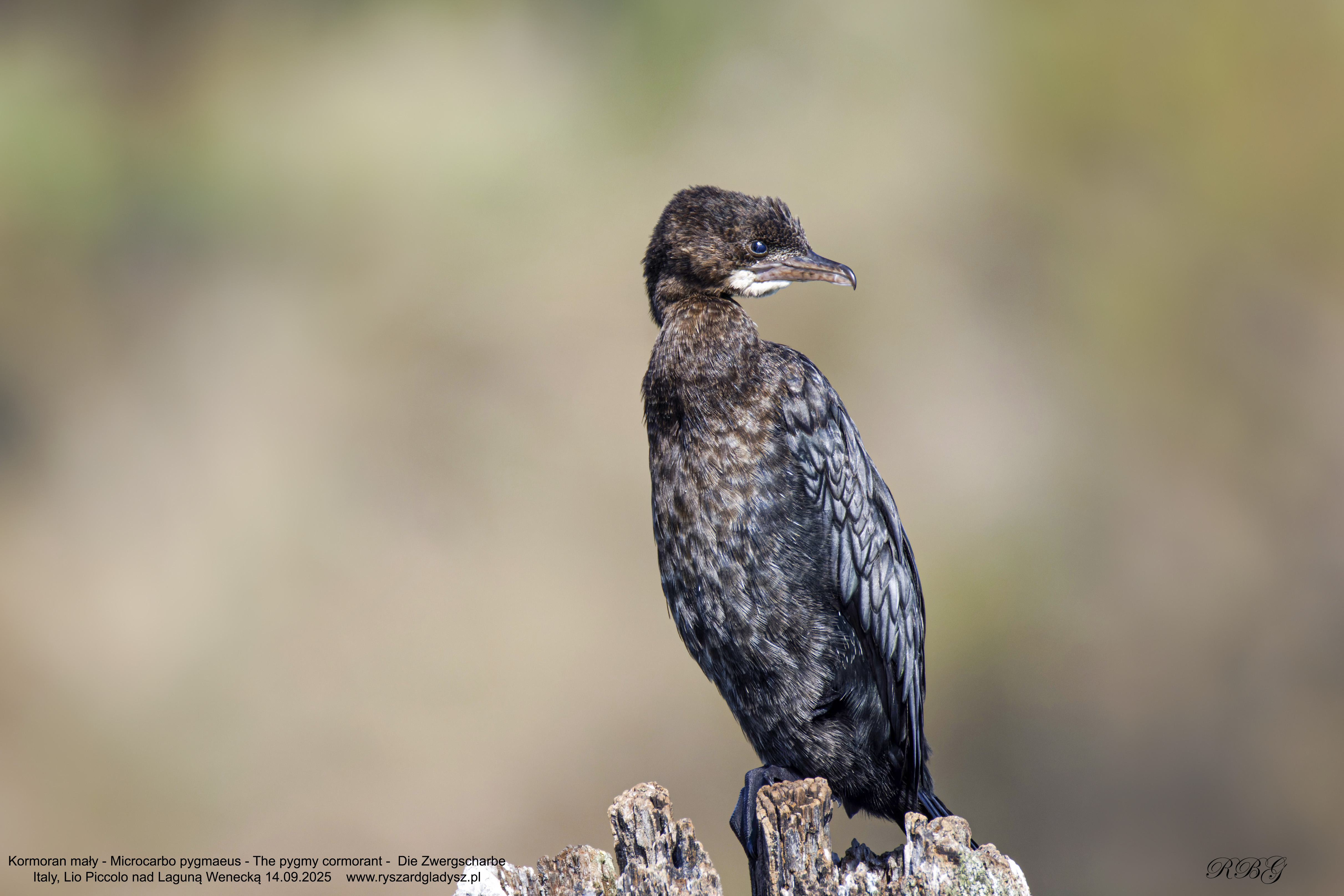 Kormoran mały, Microcarbo pygmaeus, The pygmy cormorant,  Die Zwergscharbe