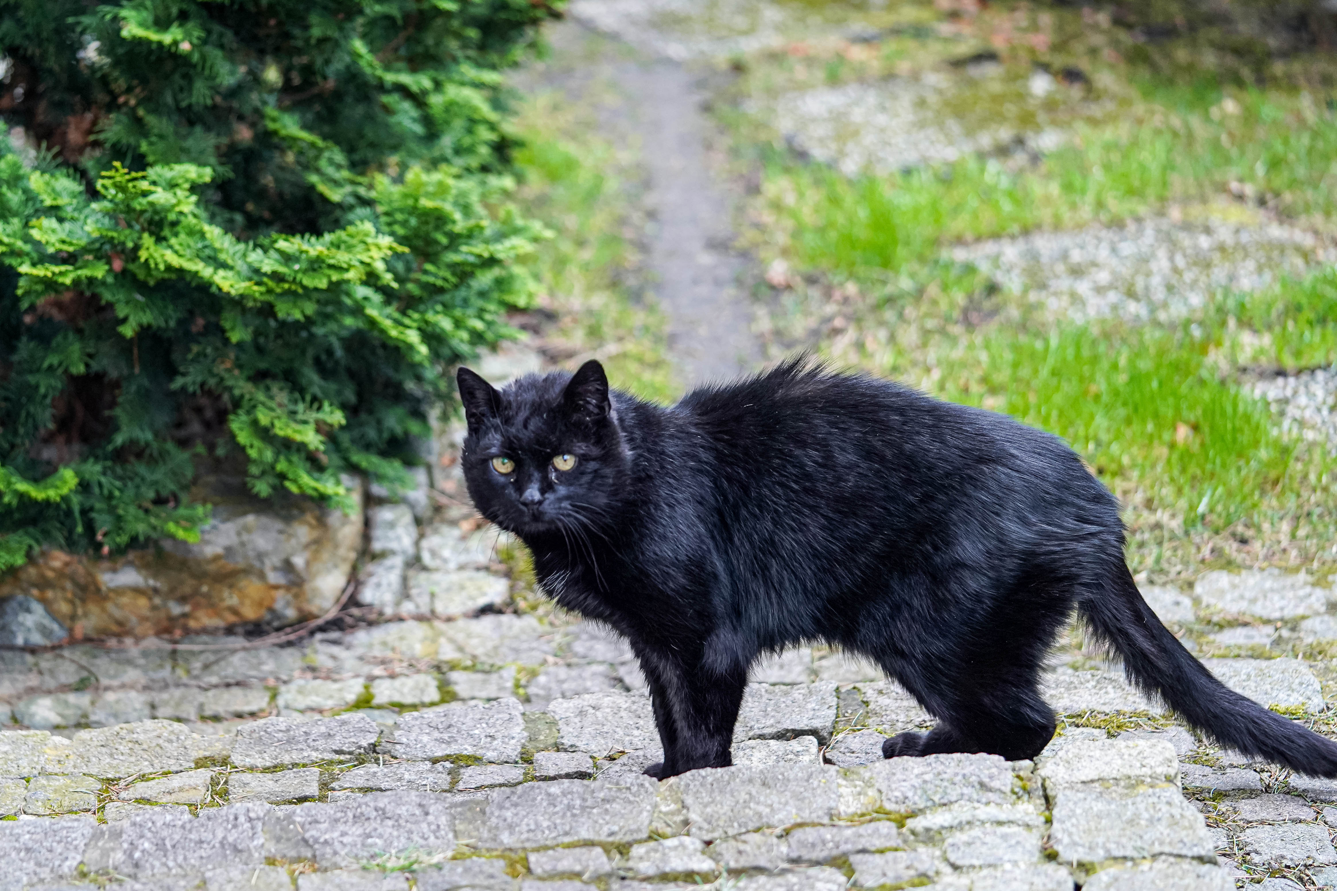 Kot, Felis catus, Cat, Die Hauskatze, Кошка