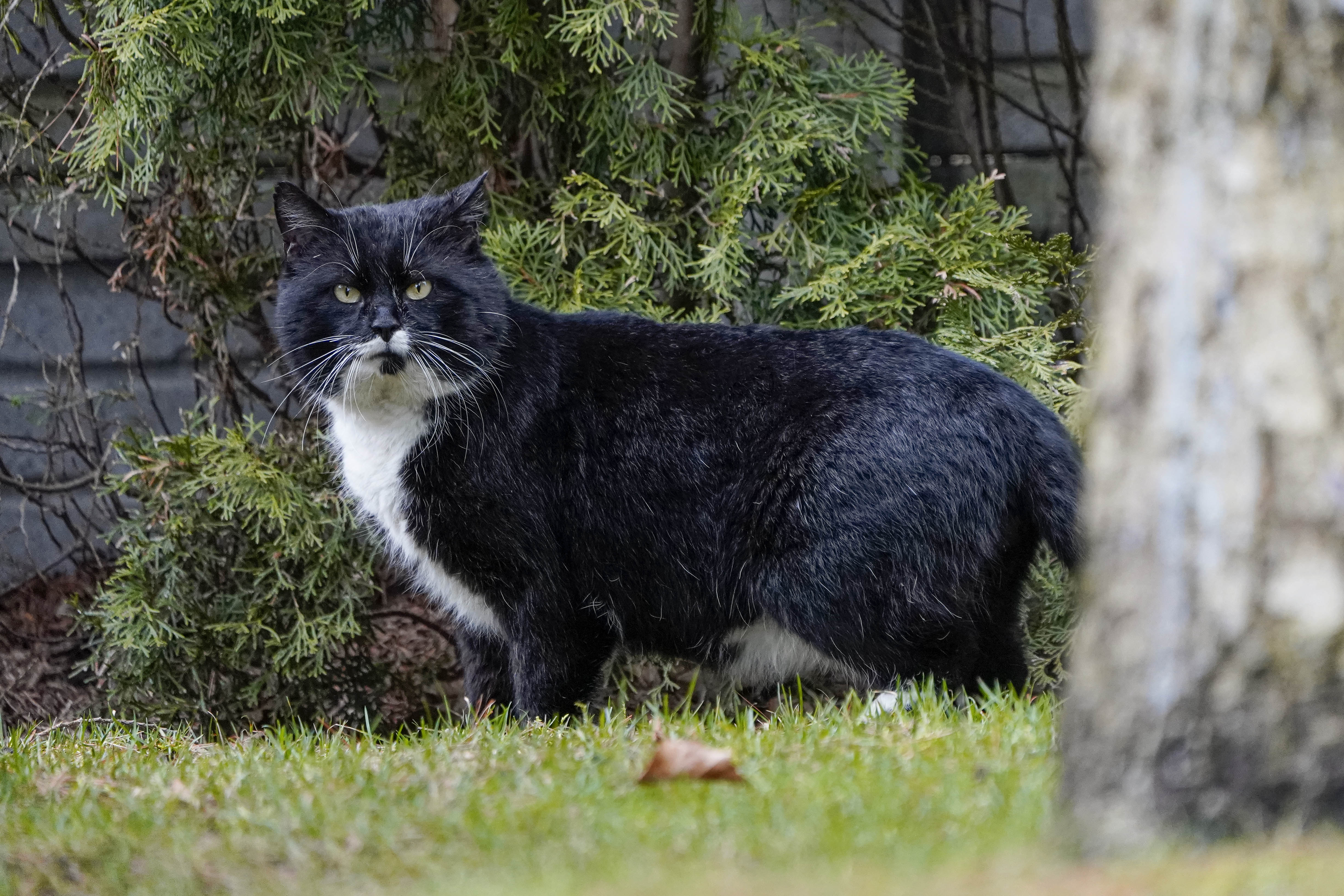 Kot, Felis catus, Cat, Die Hauskatze, Кошка