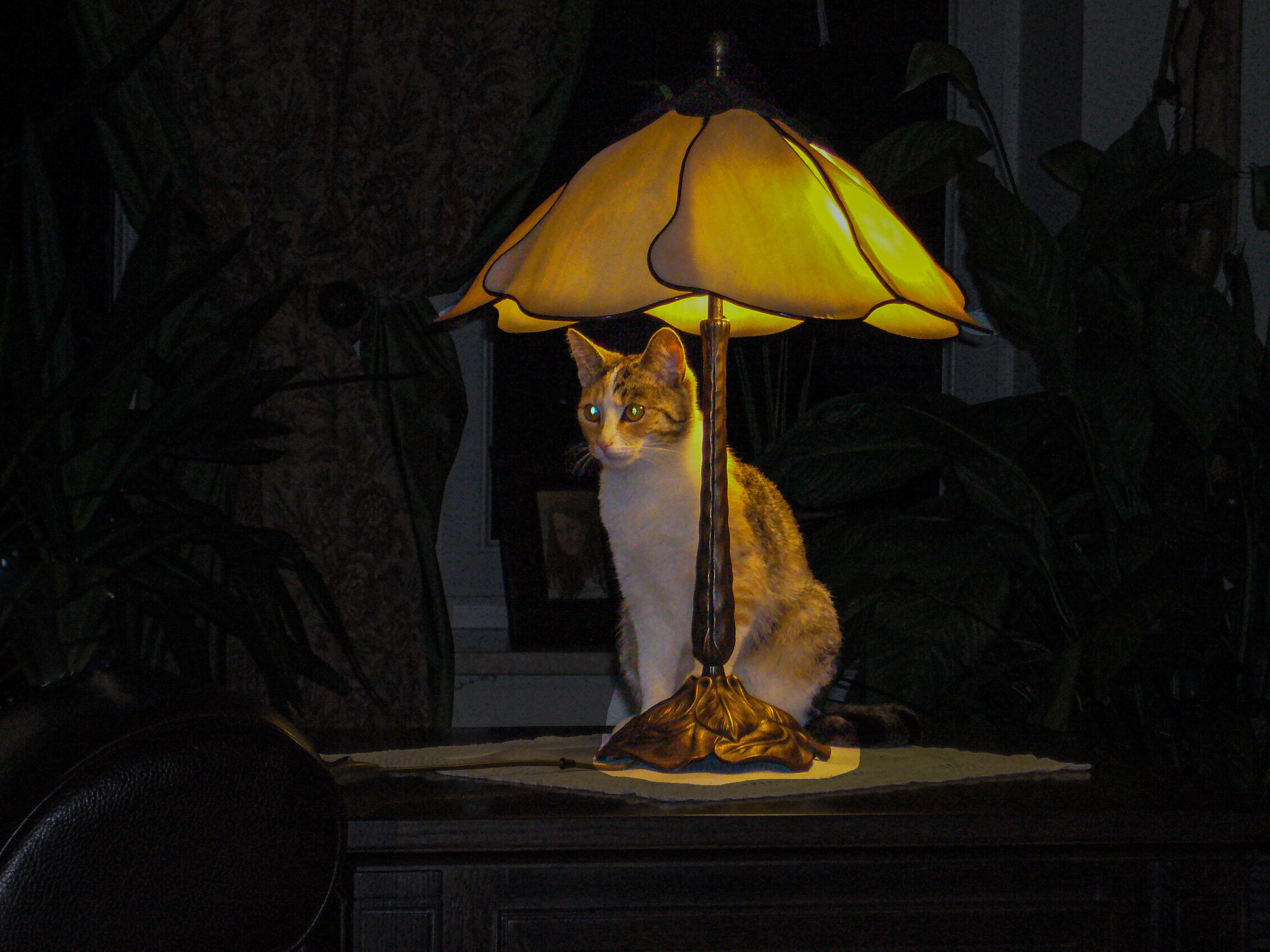 Kot, Felis catus, Cat, Die Hauskatze, Кошка