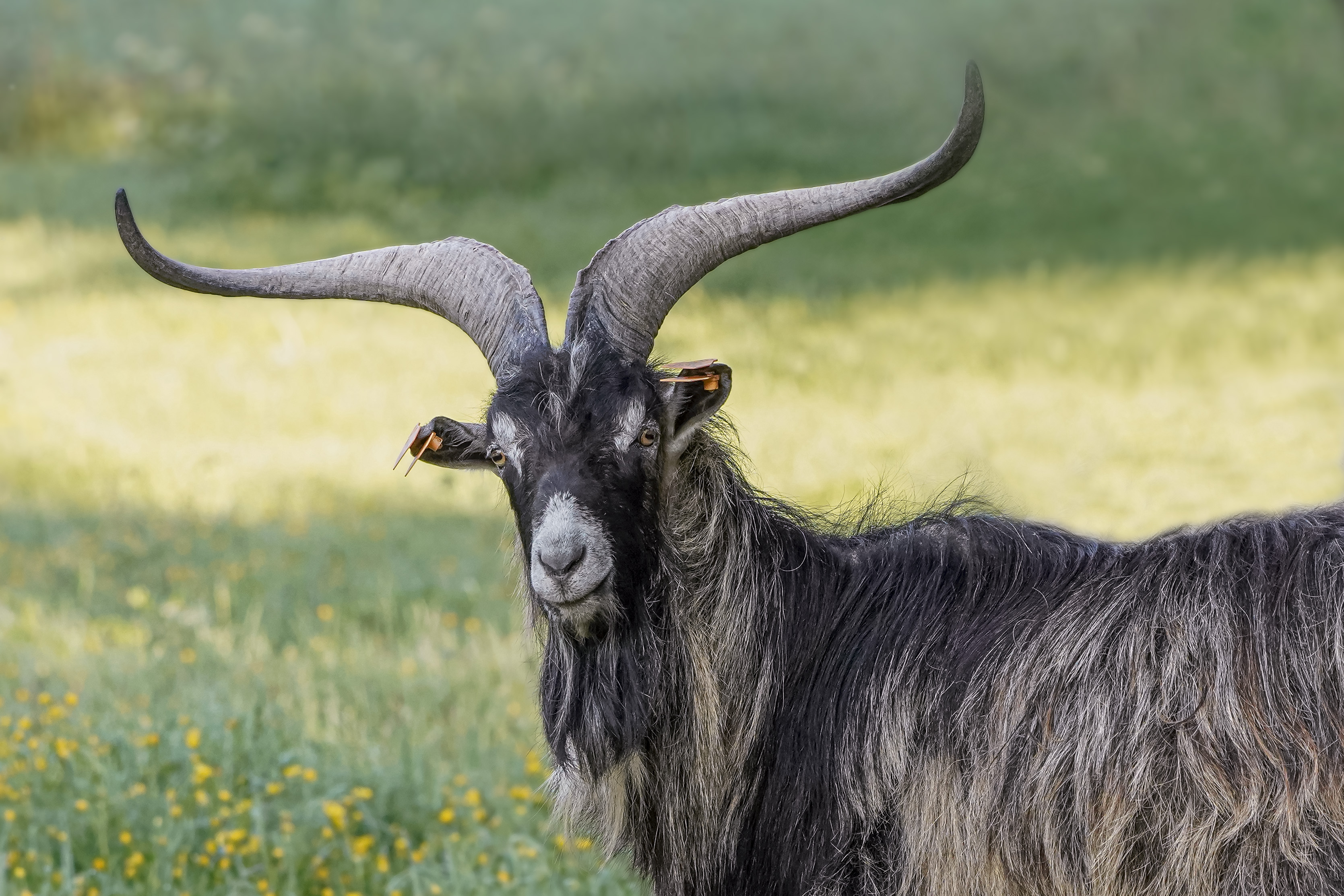 Koza domowa, Capra hircus, Goat, Die Hausziege, Домашняя коза