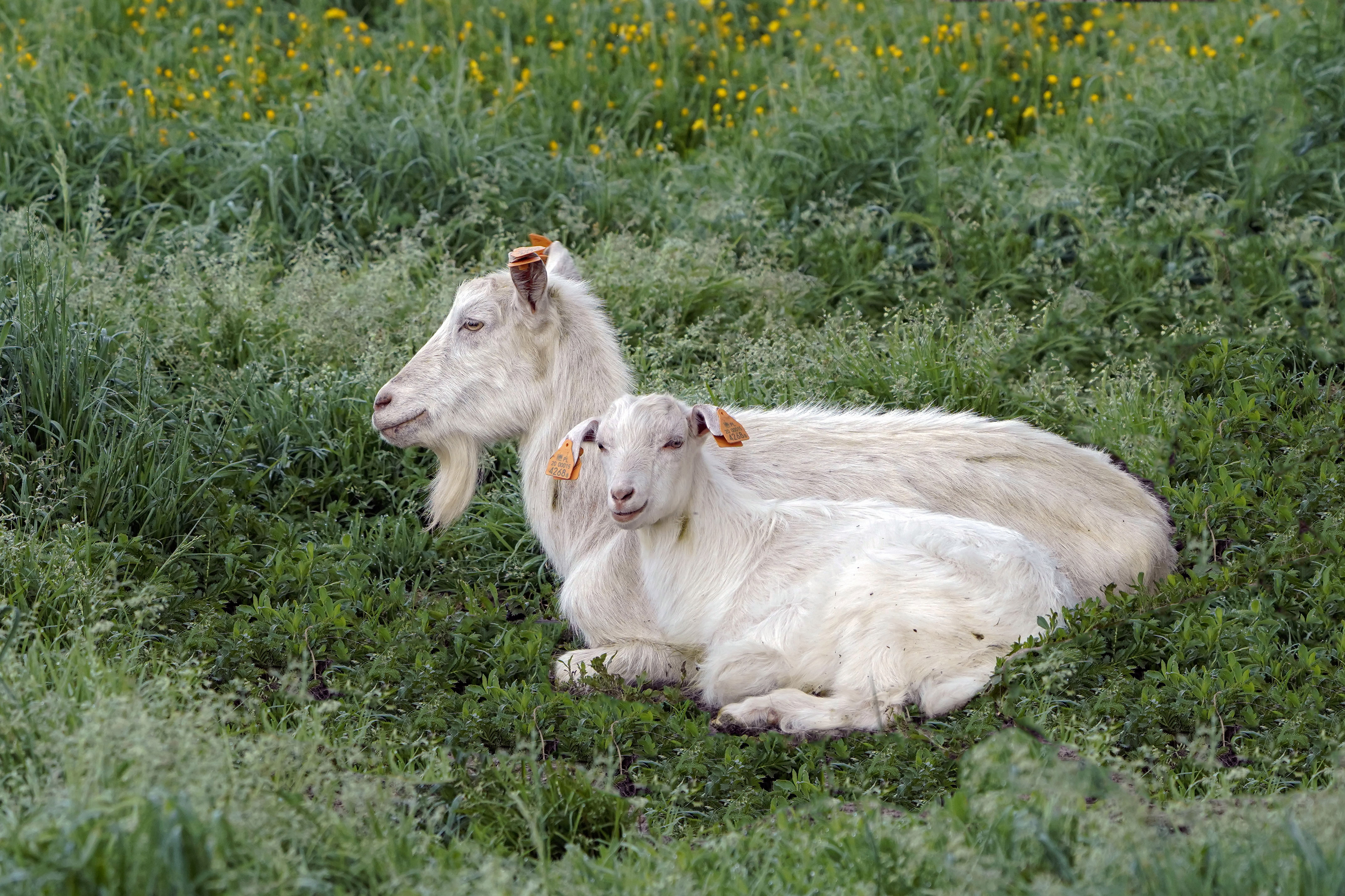 Koza domowa, Capra hircus, Goat, Die Hausziege, Домашняя коза