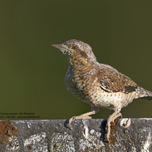 Krętogłów, Jynx torquilla, The Eurasian wryneck, Der Wendehals